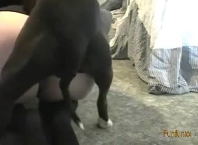 Video: Beastie gal got banged in doggystyle position